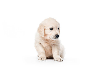 Golden retriever puppy sitting isolated
