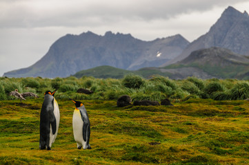 Three King Penguins -Aptenodytes patagonicus- engaging in a courtship ritual on Salisbury plains, South Georgia