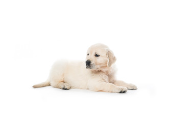 Obraz premium Golden retriever puppy sitting isolated