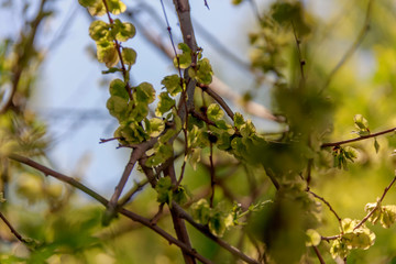 branch of a tree in spring