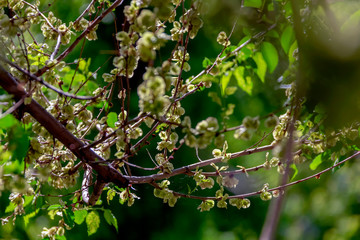 branch of a tree in spring