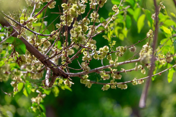 branch of a tree in spring