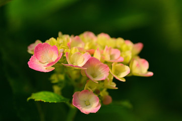 Obraz premium The flower language for hydrangea varies with color.