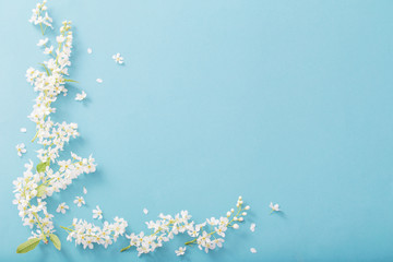 bird cherry flowers on paper background