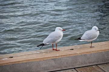 Birds at a pier