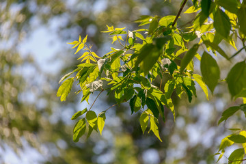 branch of a tree