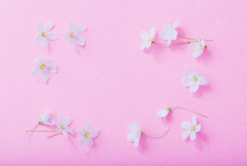 Fototapeta na wymiar white flowers on pink paper background