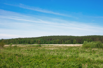Sunny summer landscape. Blue sky, green field and forest background.