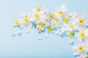 Fototapeta na wymiar daffodils and cherry flowers on blue background background