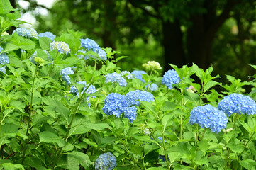 The flower language for hydrangea varies with color.