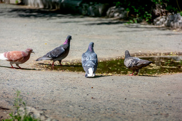 pigeons on the street