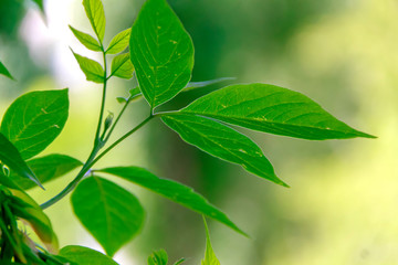 green leaves background