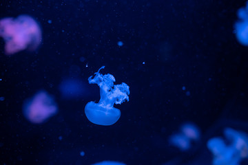 Marble Jellyfish Lychnorhiza Lucerna on blue background