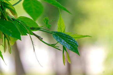 grasshopper on green leaf
