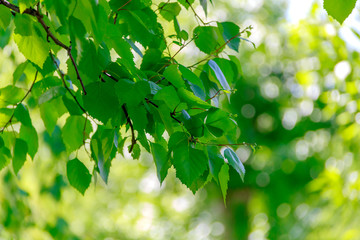 Fototapeta premium green leaves of tree in spring
