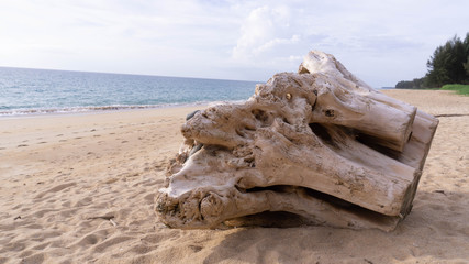 driftwood on beach