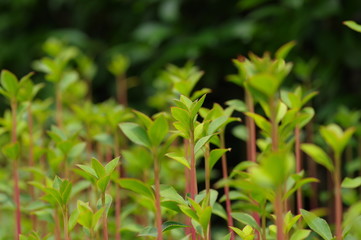 ドウダンツツジの新芽