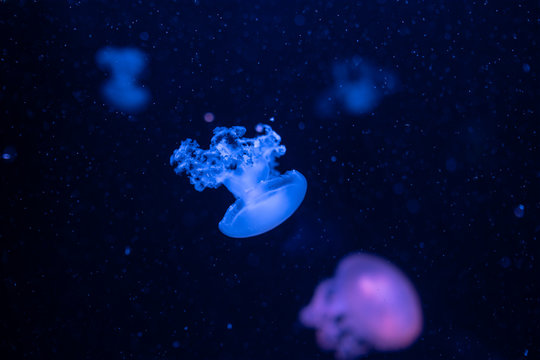 Marble Jellyfish Lychnorhiza Lucerna on blue background