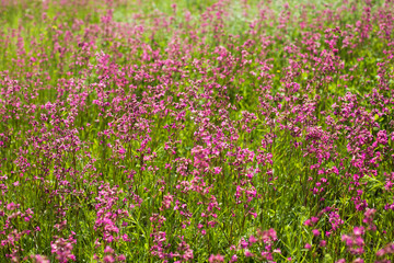Beautiful glade overgrown with red flowers Smolka  background