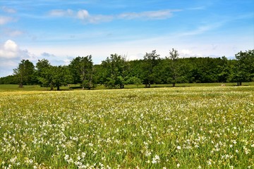 a glade of wild white daffodils