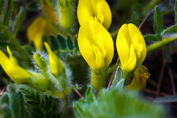 The closeup view of yellow flower of the dwarf shrub Astragalus exscapus. Rostov-on-Don region,...