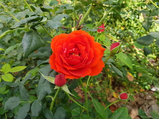 candy rose in the garden