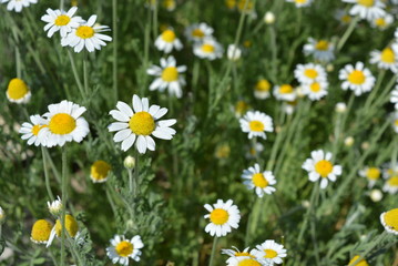 Very bright photos with cheerful blooming flowers and moods. Bright and colorful medicinal daisies, wild daisies in nature.