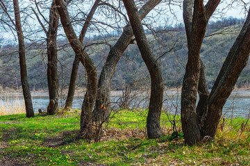 The tree trunks in the forest on the riverside at the early springtime