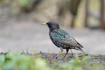  lonely bird in search of company