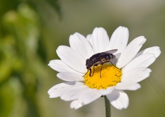 Locust Blowfly (Stomorhina lunata), Crete