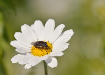 Obraz premium Locust Blowfly (Stomorhina lunata), Crete