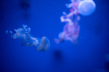 Fototapeta na wymiar phyllorhiza punctata jellyfish floats in deep blue water