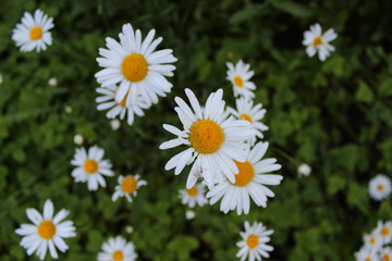 Daisy flowers on green background. View from above.