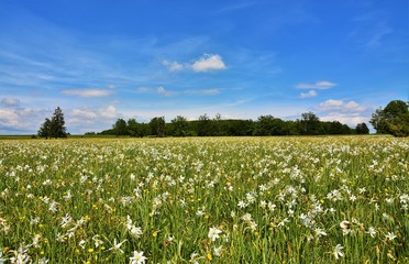 A meadow with wild daffodils
