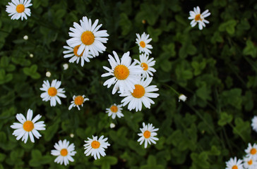 Daisy flowers on green background. View from above.