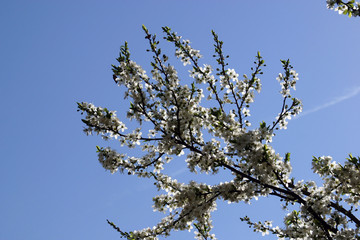 Close up of fruit flowers in the earliest springtime