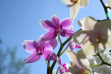 Beautiful orchid flowers cluster