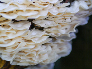 Lentinus squarrosulus Mont in third day of growth