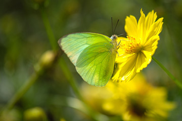 Butterflies and flowers in the park