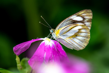 Butterflies and flowers in the park