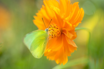 Butterflies and flowers in the park