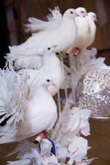 A lot of purebred white doves sitting on a pole.