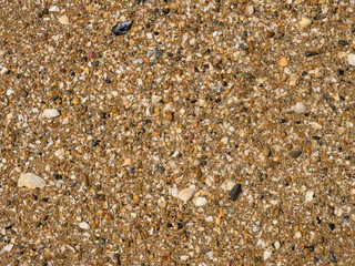 Seashells sand texture