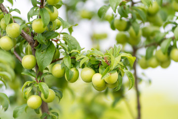 branches with unripe mirabelle plums 