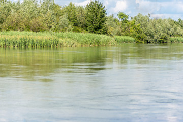 calm river and bank vegetations in summer