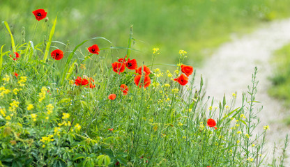 cluster of red poppies near the footpath