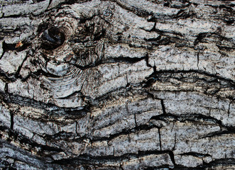 Natural wood texture. Texture of walnut bark.