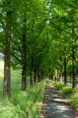 新緑のメタセコイヤ