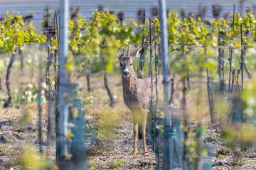 Rehbock im Weingarten © As13Sys