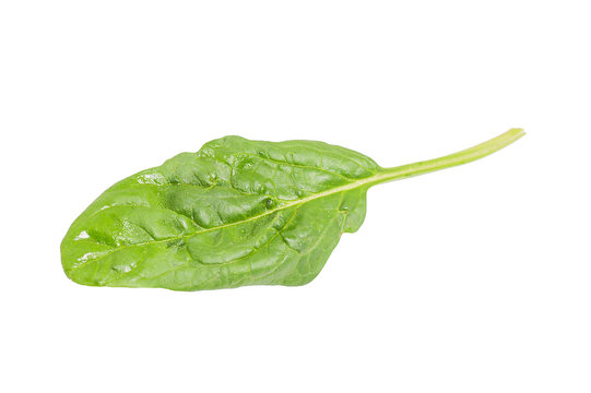 Single fresh spinach leaf isolated on white background